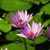 delgharib